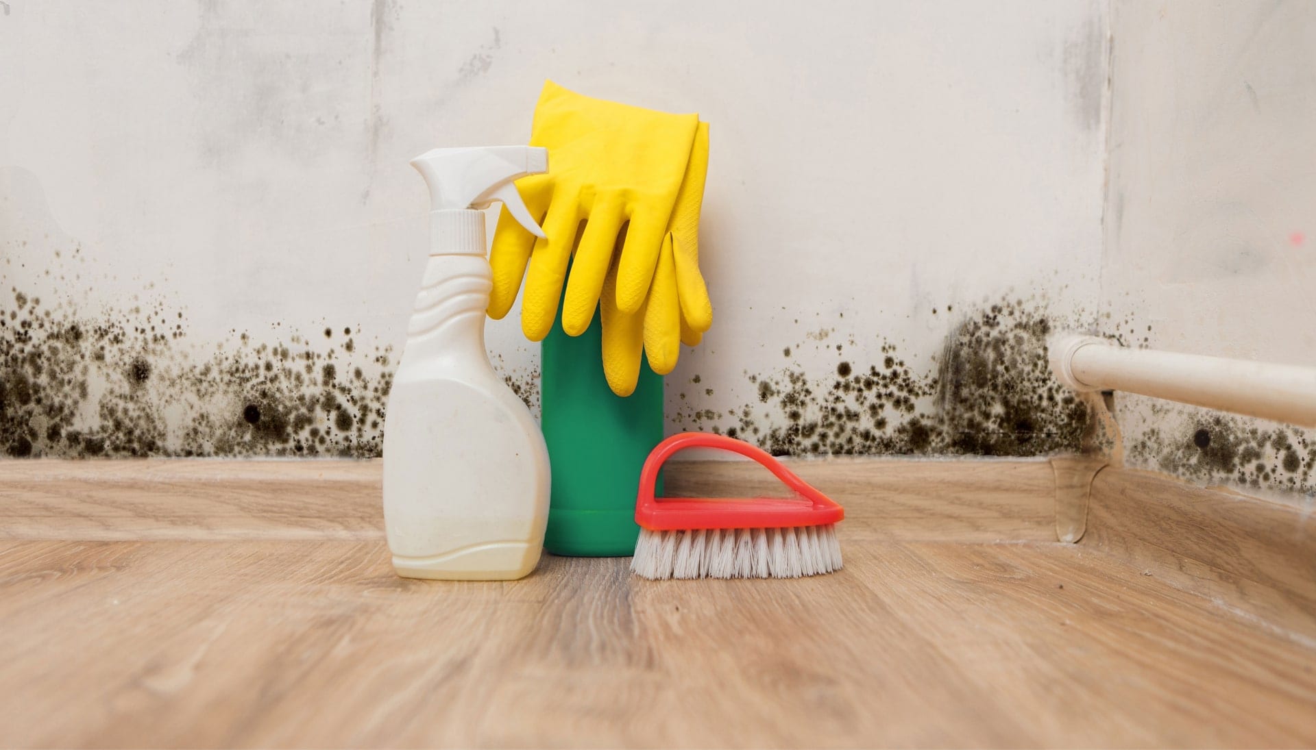 Know About Mold Removal In Kenosha